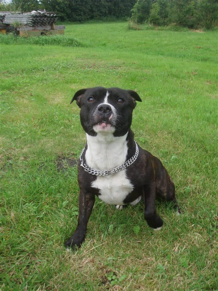 Staffordshire bull terrier Fancystaff Cody billede 11