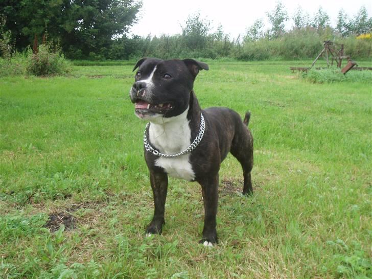 Staffordshire bull terrier Fancystaff Cody billede 12