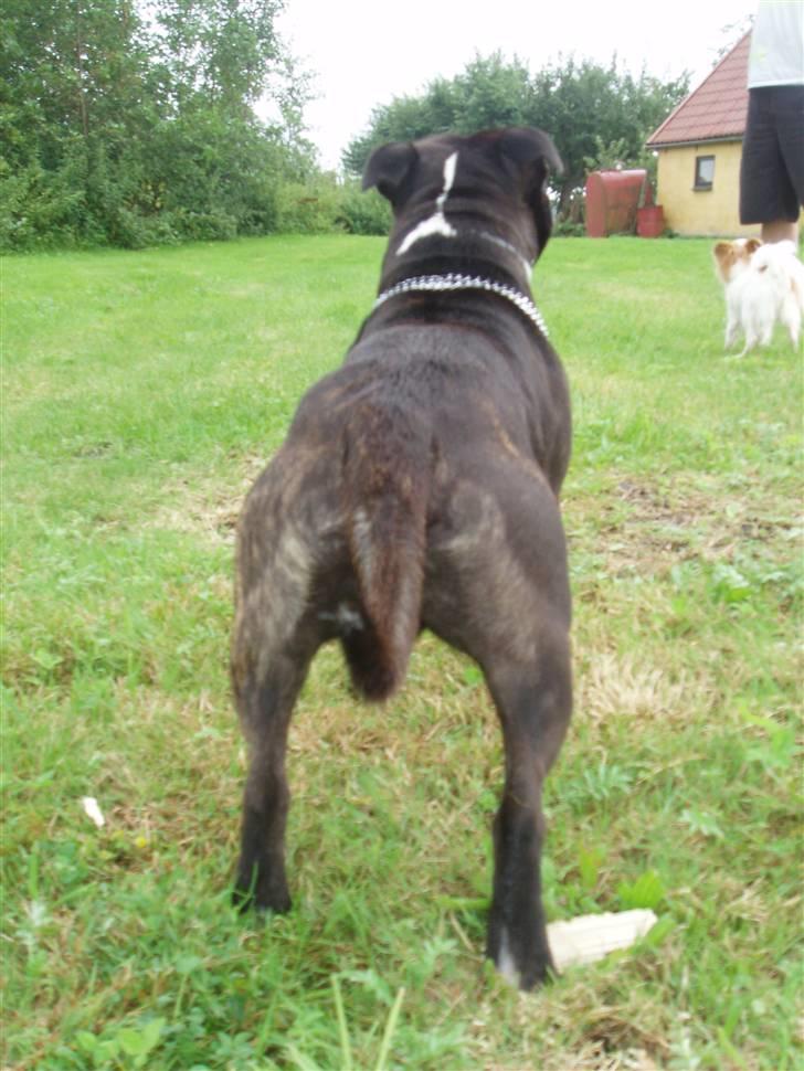 Staffordshire bull terrier Fancystaff Cody billede 13
