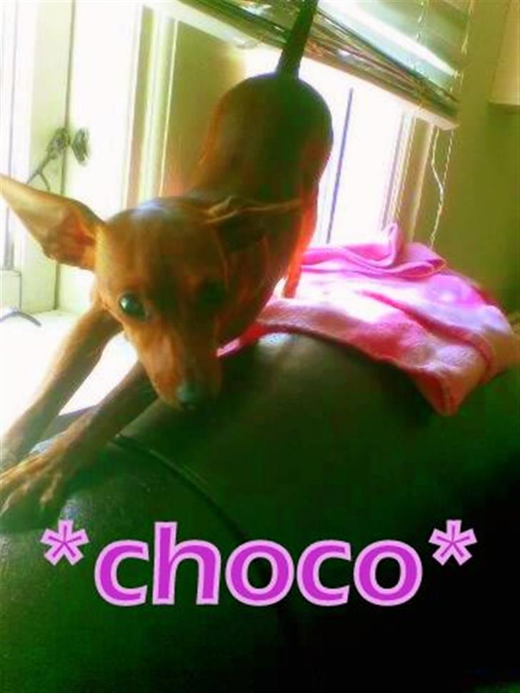 Prazsky krysarik Choco<3 billede 11