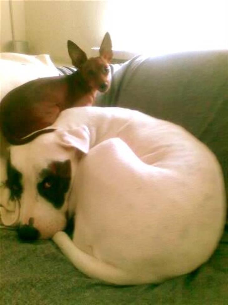 Prazsky krysarik Choco<3 billede 12