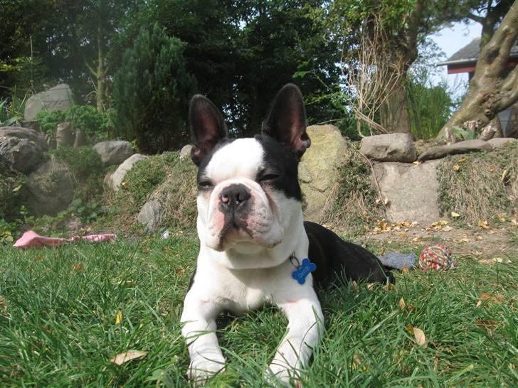 Boston terrier Georgi billede 19