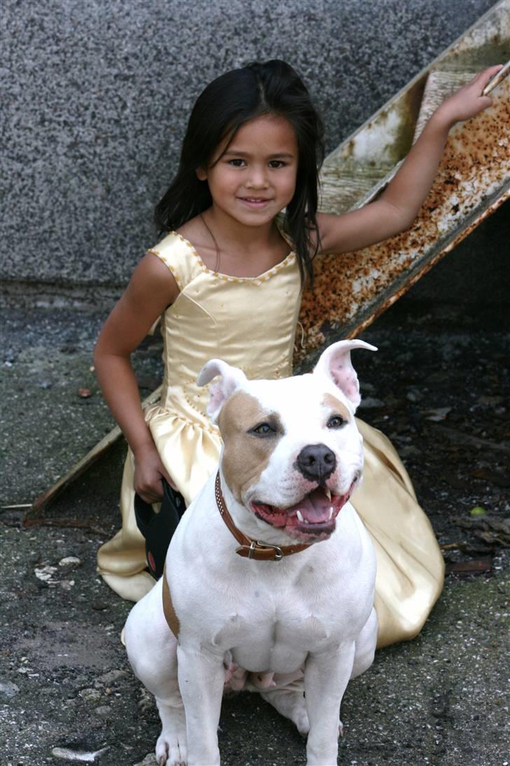 Amerikansk staffordshire terrier Naomi billede 11