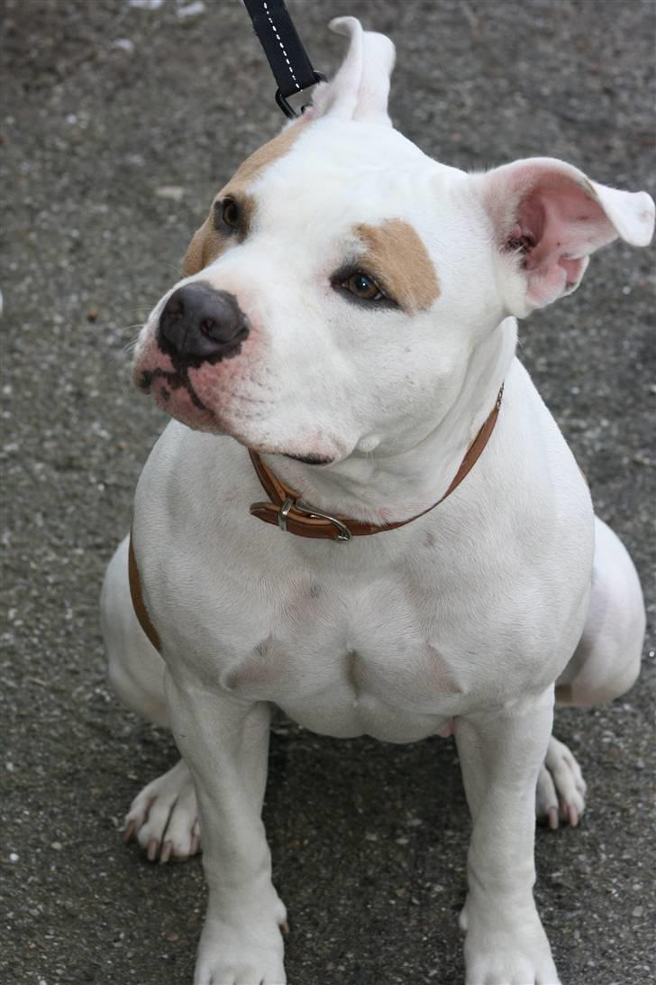 Amerikansk staffordshire terrier Naomi billede 12