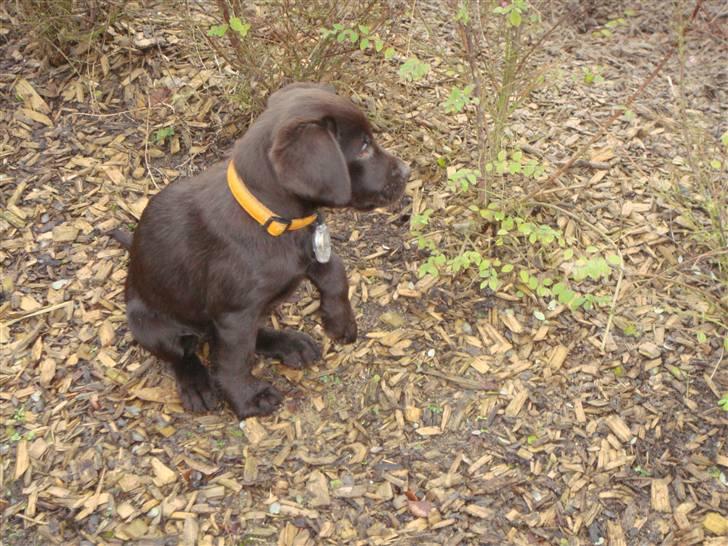 Labrador retriever Fenya - Fenya - 9 uger billede 8