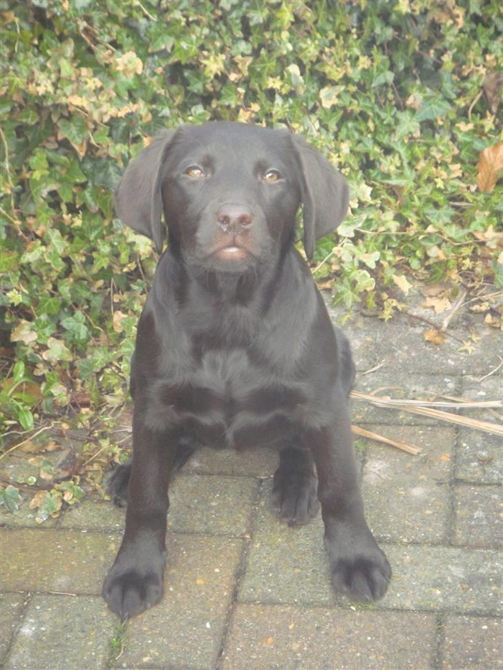 Labrador retriever Fenya billede 10