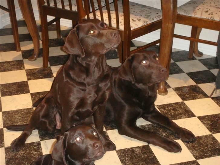 Labrador retriever Fenya - Morfar, Mor og Fenya billede 11
