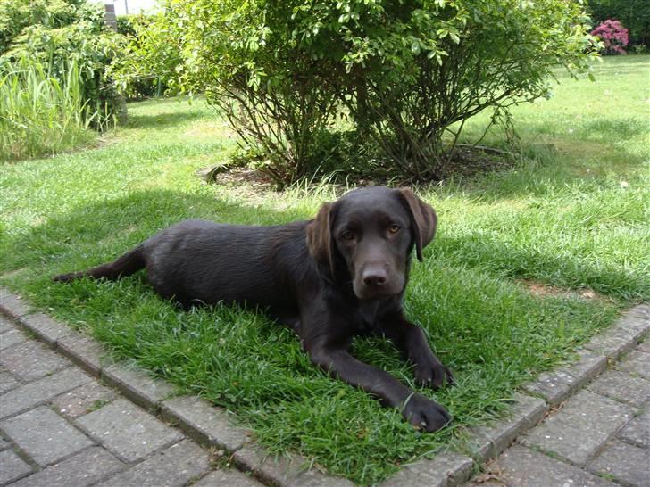 Labrador retriever Fenya billede 12