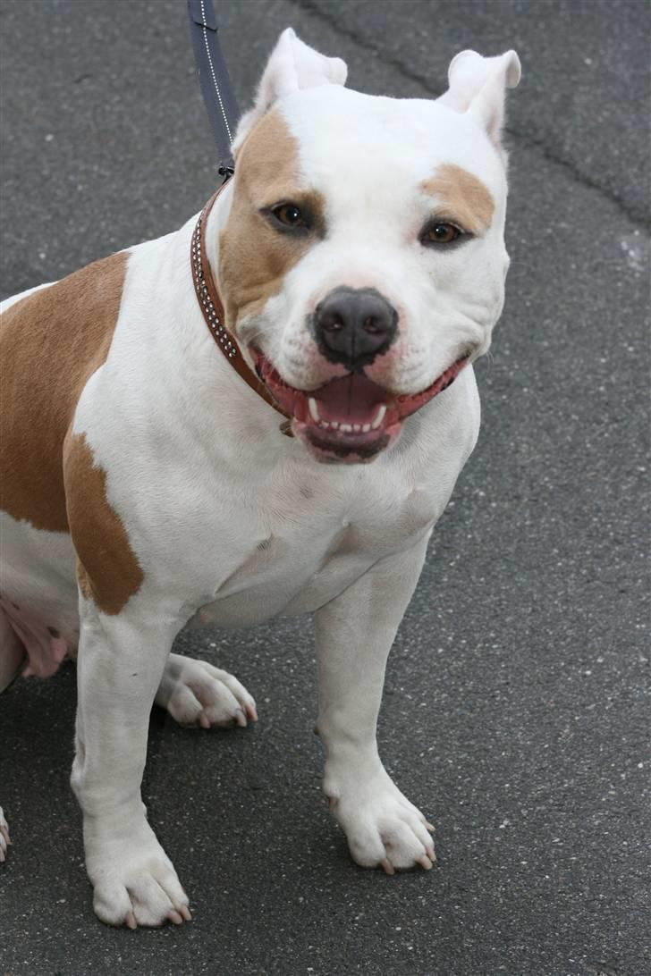 Amerikansk staffordshire terrier Naomi billede 13