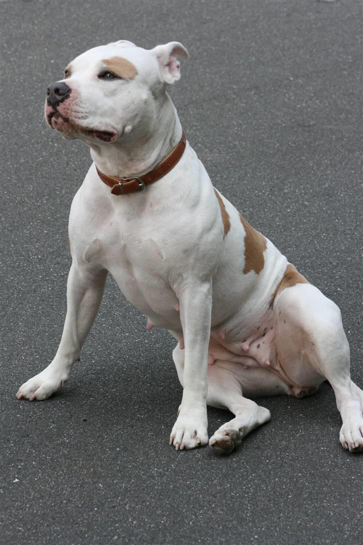 Amerikansk staffordshire terrier Naomi billede 14