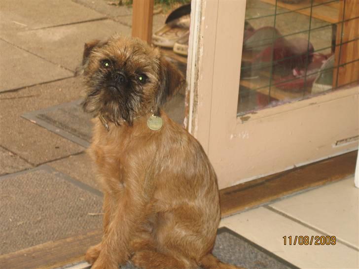 Griffon bruxellois Hulebo's Bella - er snart en stor pige!! billede 8