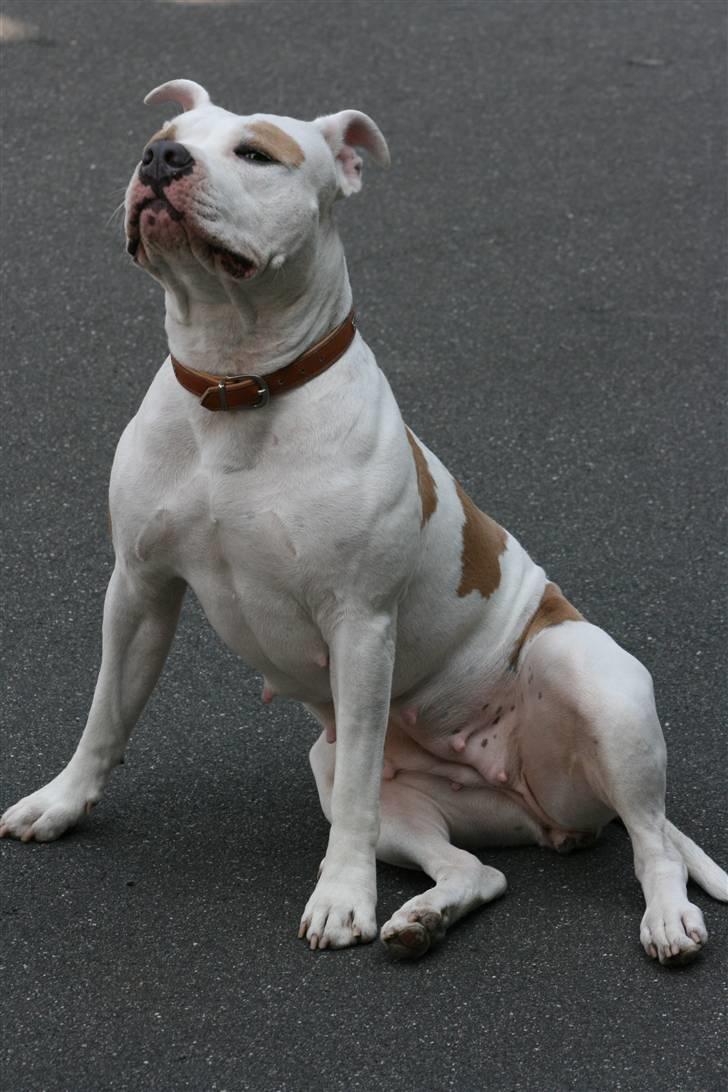 Amerikansk staffordshire terrier Naomi billede 15