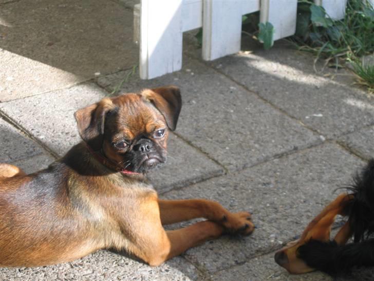 Griffon petit brabancon Arinka Silver Bells - LIDT kongelig,har man vel lov at være`??? billede 8