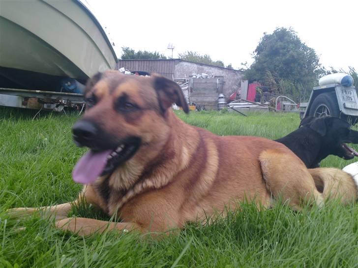 Amerikansk staffordshire terrier Amy billede 8