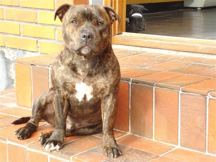 Staffordshire bull terrier Enoddens My lovers man (N billede 1