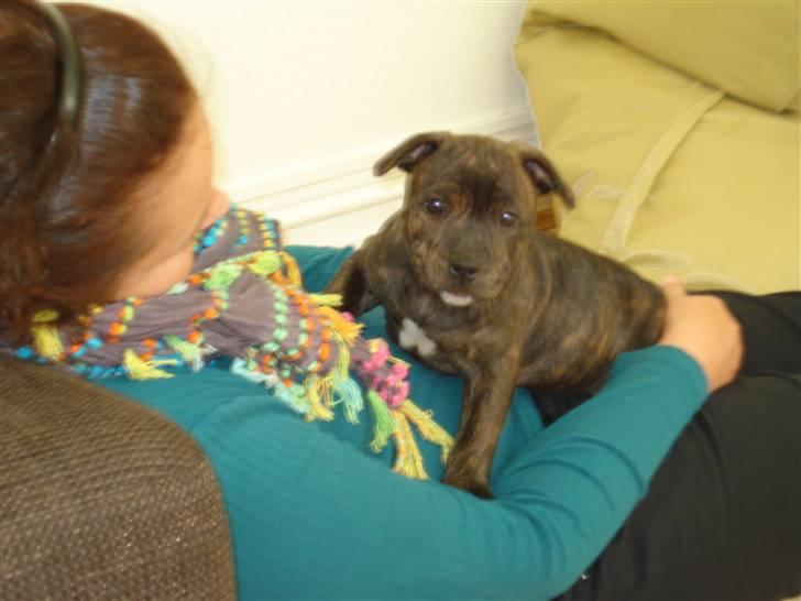 Staffordshire bull terrier Enoddens My lovers man (N billede 2