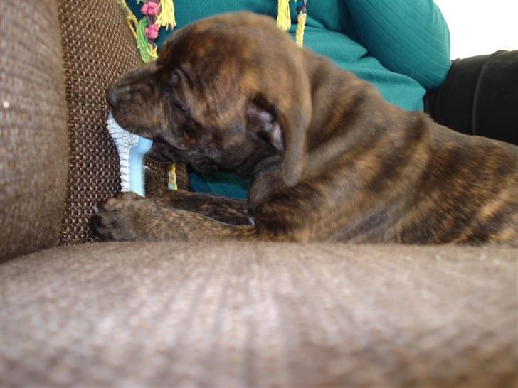 Staffordshire bull terrier Enoddens My lovers man (N billede 3