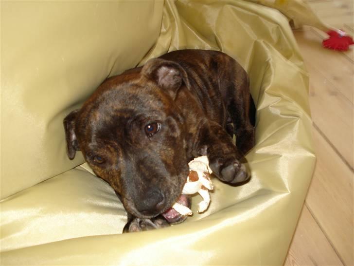 Staffordshire bull terrier Enoddens My lovers man (N billede 4