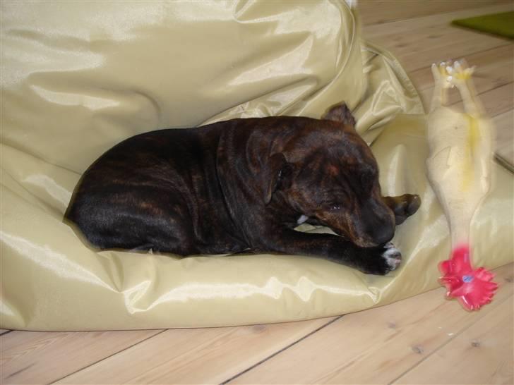 Staffordshire bull terrier Enoddens My lovers man (N billede 5