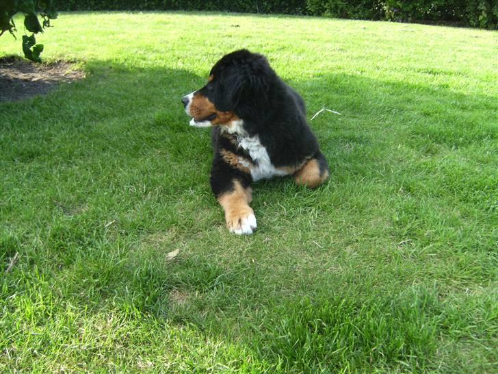 Berner sennenhund Eya billede 6