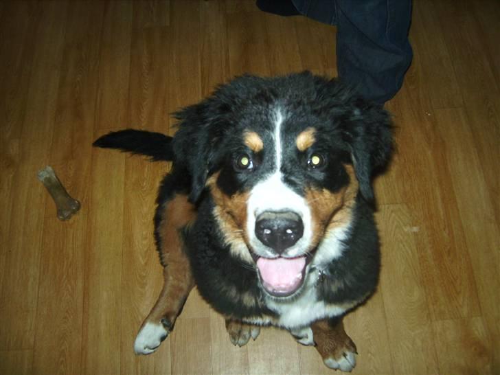 Berner sennenhund Eya billede 7