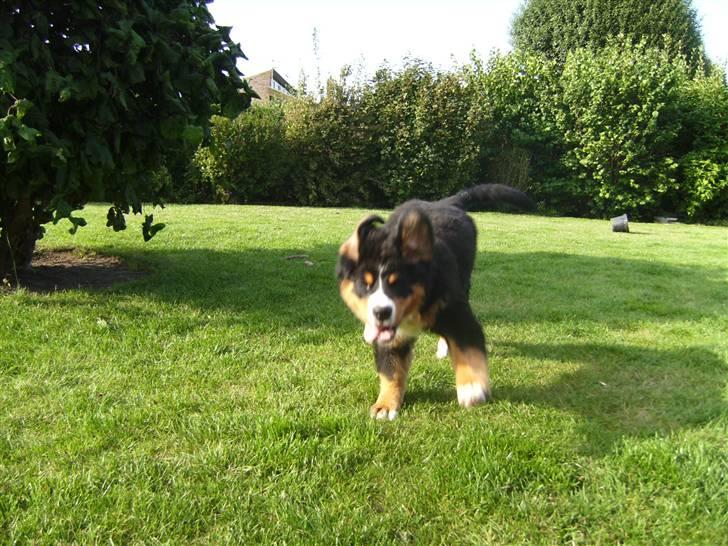 Berner sennenhund Eya billede 8