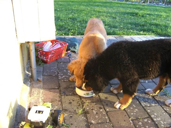 Berner sennenhund Eya billede 9