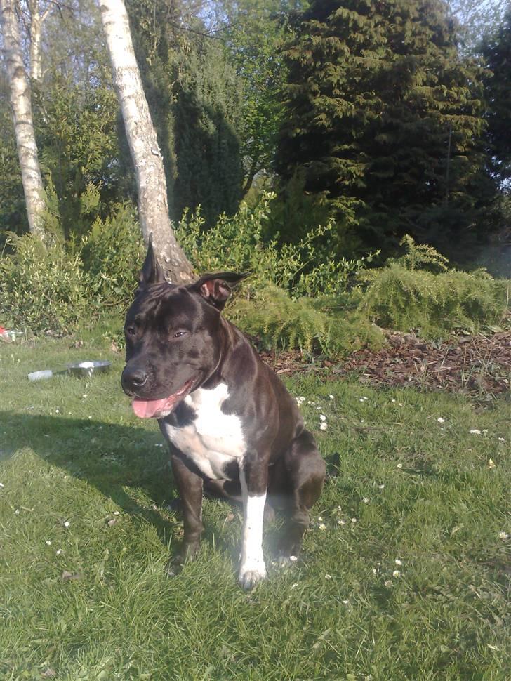 Amerikansk staffordshire terrier Zippo billede 11