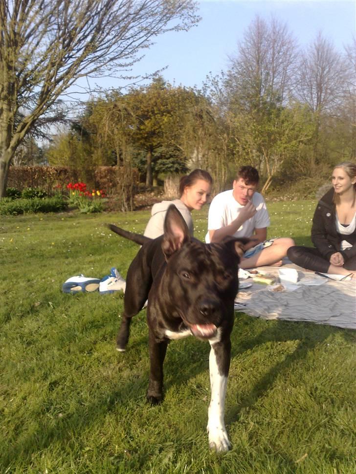 Amerikansk staffordshire terrier Zippo billede 12