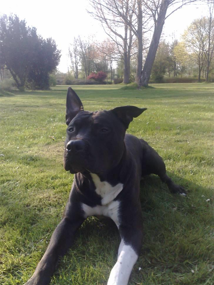 Amerikansk staffordshire terrier Zippo billede 13