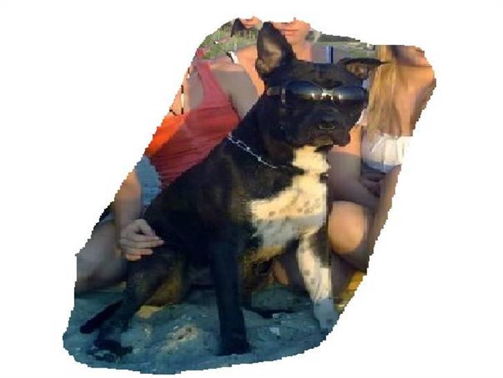 Amerikansk staffordshire terrier Zippo billede 14