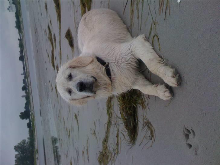 Golden retriever Holger billede 14