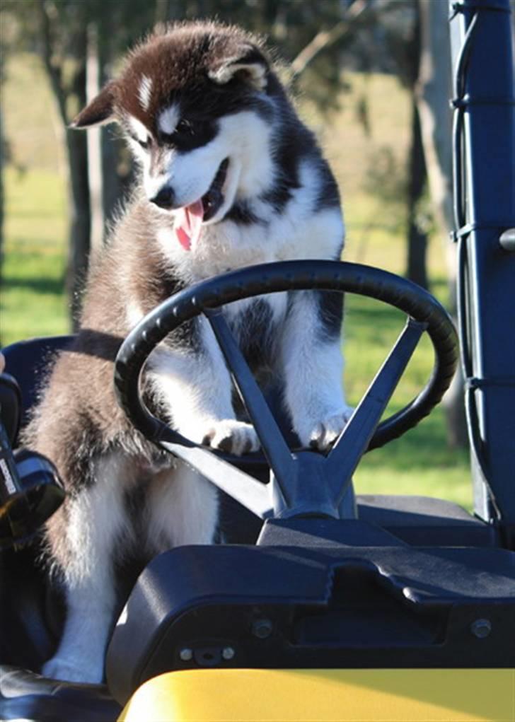 Alaskan malamute Jet - Jet 10 uger billede 12