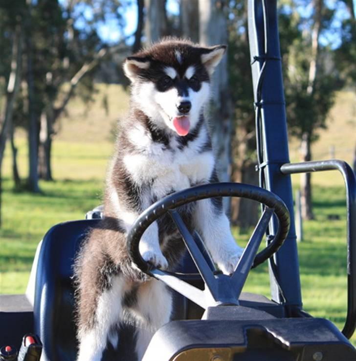 Alaskan malamute Jet - Jet 10 uger  billede 13