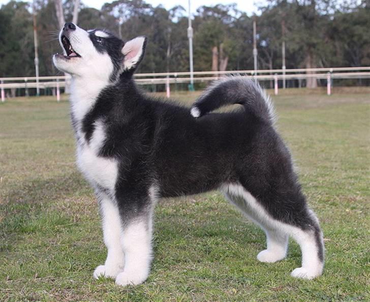 Alaskan malamute Jet - 11 uger billede 15