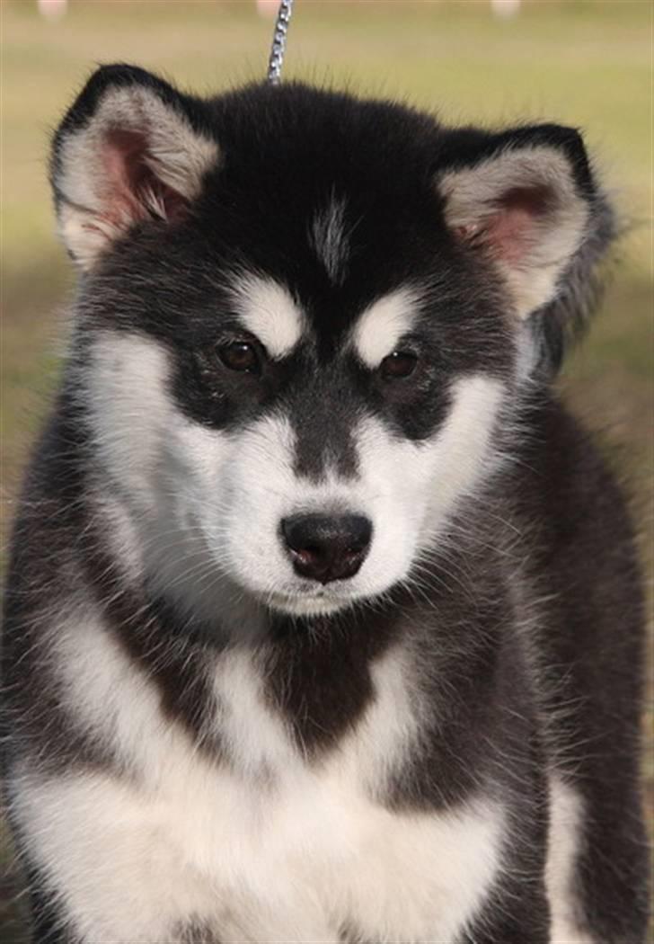 Alaskan malamute Jet - Sikke et hovede 11 uger gammel billede 16