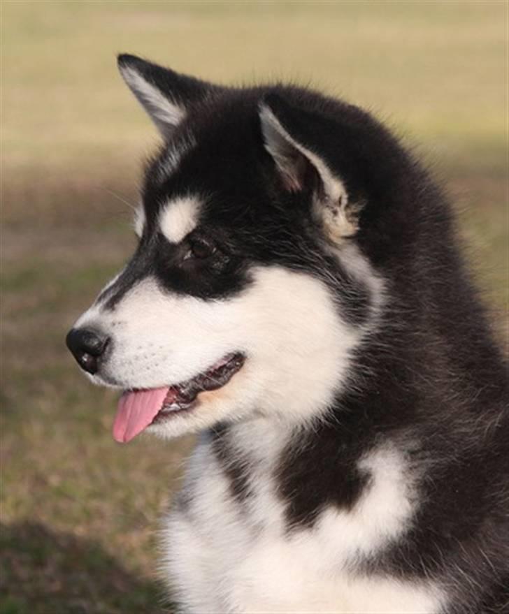 Alaskan malamute Jet billede 17