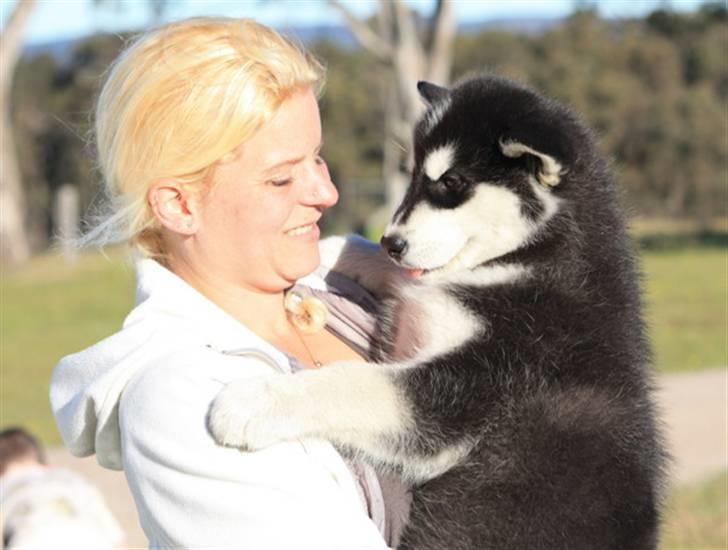 Alaskan malamute Jet - Jet sammen med Luise i Australien billede 18