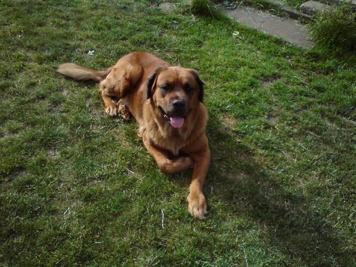 Blanding af racer Trunte  billede 1