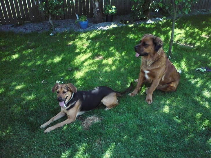 Blanding af racer Trunte  billede 2