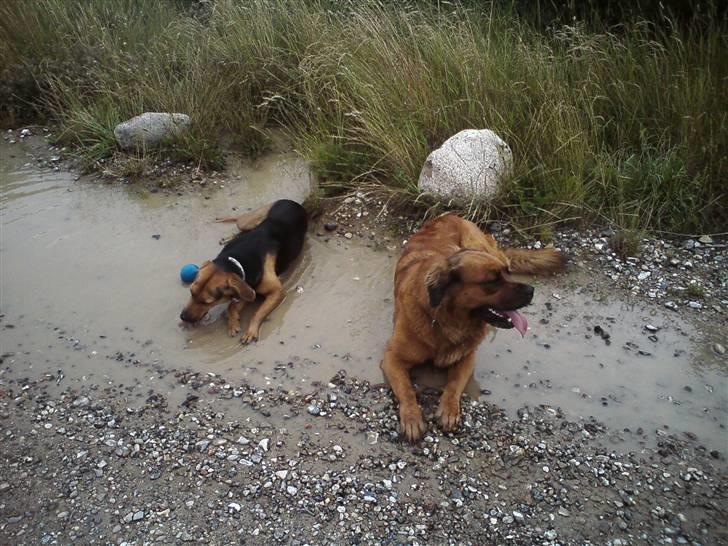 Blanding af racer Trunte  billede 3