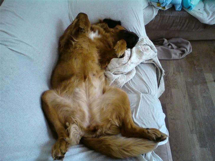 Blanding af racer Trunte  billede 4