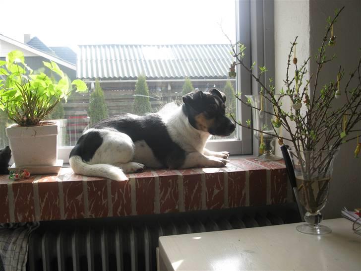 Jack russell terrier Freddi Diesel Skovgaard billede 6