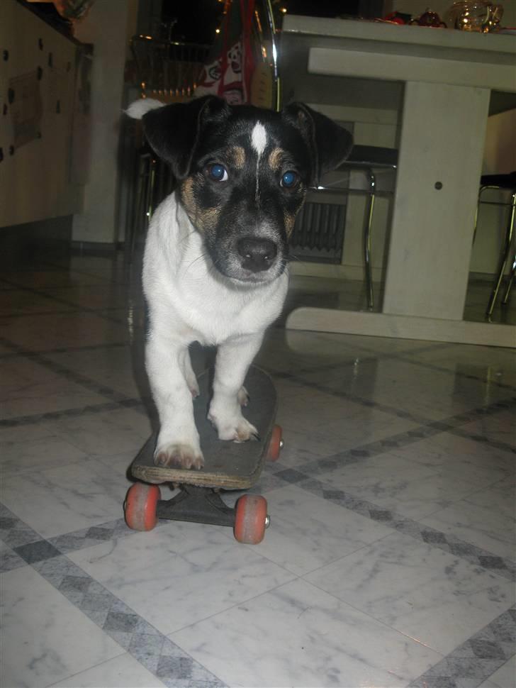 Jack russell terrier Freddi Diesel Skovgaard - "Hey, se miig!!" billede 7