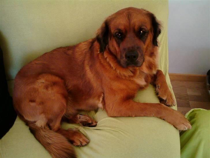 Blanding af racer Trunte  billede 5