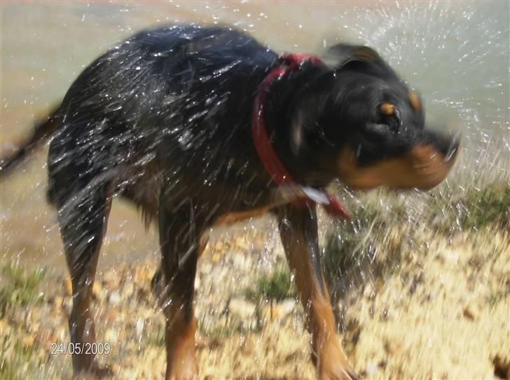 Rottweiler Freja billede 8