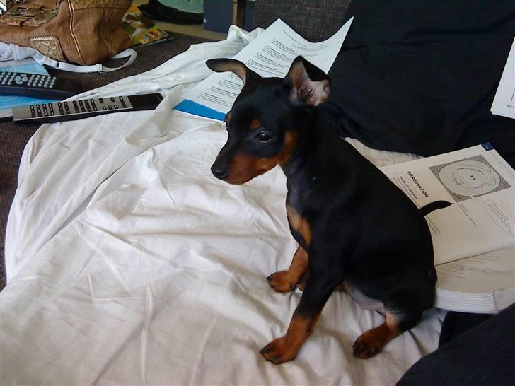 Dvaergpinscher Cookie - Vedhauge Malou billede 12