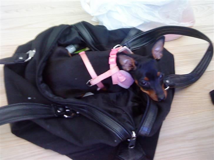 Dvaergpinscher Cookie - Vedhauge Malou billede 13