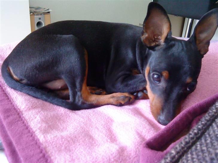 Dvaergpinscher Cookie - Vedhauge Malou billede 14