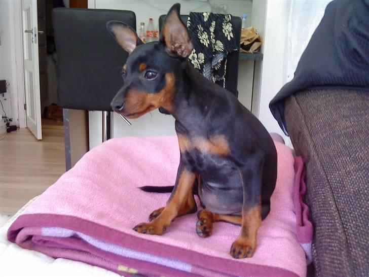 Dvaergpinscher Cookie - Vedhauge Malou billede 15